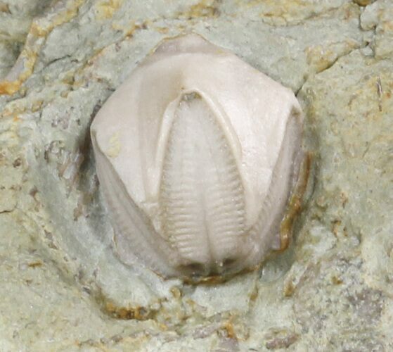 Blastoid (Pentremites) Fossil - Illinois #48654